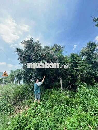 đất ở, có diện tích 500m2, mặt tiền đường số 490 (sổ hồng)
4,5 tỷ 500
