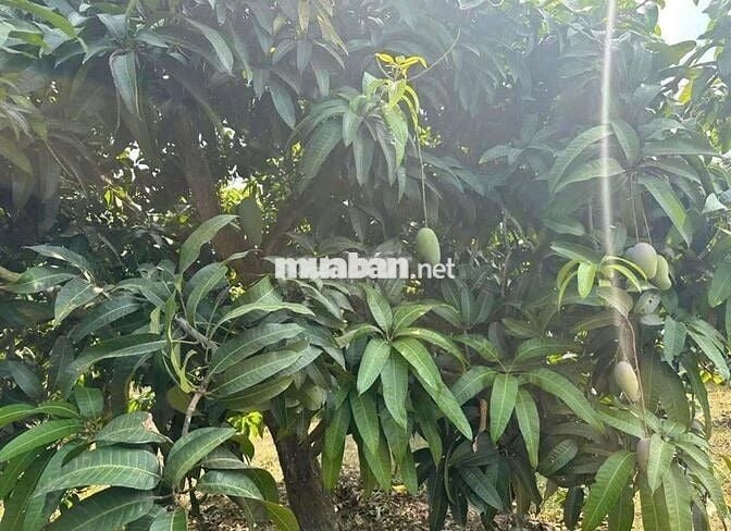 do đã có tuổi  chủ muốn bán gấp căn nhà nghĩ dưỡng tuổi già