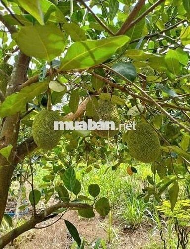do đã có tuổi  chủ muốn bán gấp căn nhà nghĩ dưỡng tuổi già