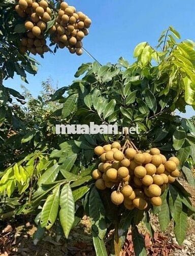 do đã có tuổi  chủ muốn bán gấp căn nhà nghĩ dưỡng tuổi già