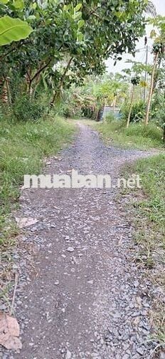 Bán vườn nghĩ dưỡng siêu rẻ siêu ok