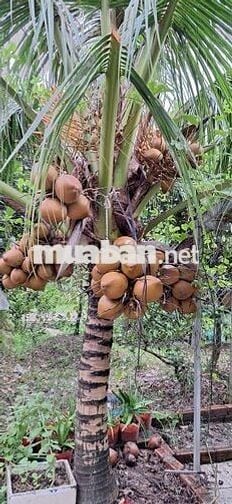 Bán vườn nghĩ dưỡng siêu rẻ siêu ok