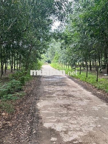 1hec8 cao su p.Minh Hưng Đồng Nai ( Bình Phước củ)