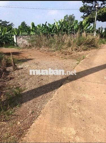 Cần chuyển nhượng gần 1ha đất vườn trồng cây ăn trái