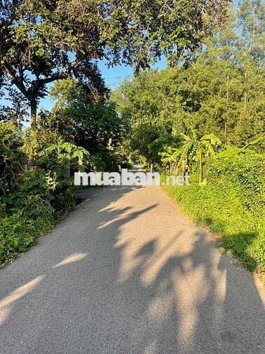 Đất vườn Sầu+Mít Ruột đỏ. Sổ sẵn công chứng ngay!