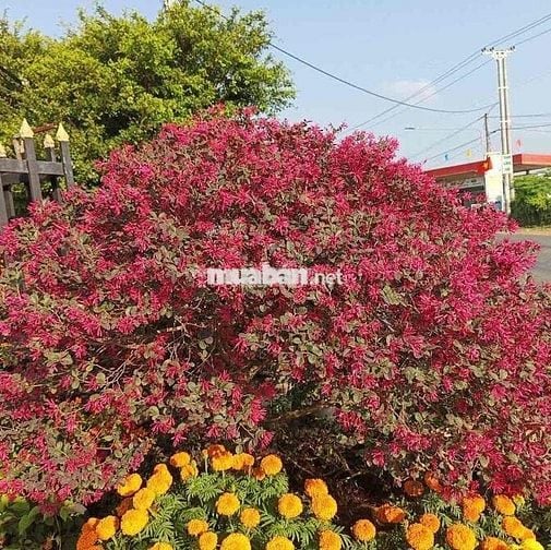 Siêu hiếm! Mặt tiền Nguyễn Trãi Q5 cực tốt. chỉ 21 tỷ xx