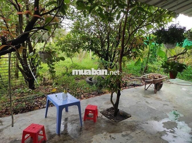 🏡 Đất vườn Củ Chi 3.479m², đường ô tô🔥Chính chủ cần tiền mới bán, SHR