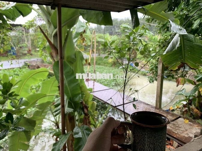 🏡 Đất vườn Củ Chi 3.479m², đường ô tô🔥Chính chủ cần tiền mới bán, SHR