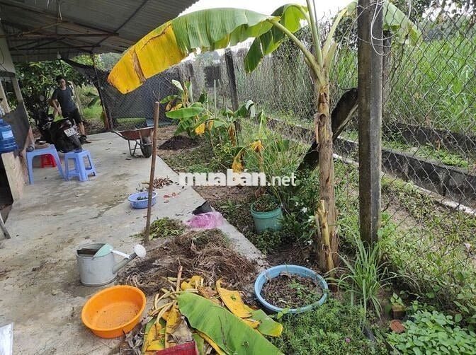 🏡 Đất vườn Củ Chi 3.479m², đường ô tô🔥Chính chủ cần tiền mới bán, SHR