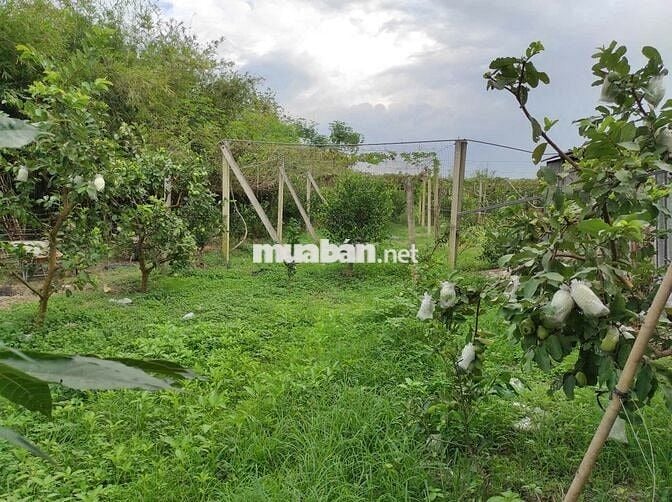 🏡 Đất vườn Củ Chi 3.479m², đường ô tô🔥Chính chủ cần tiền mới bán, SHR