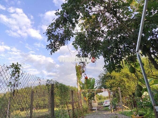 🏡 Đất vườn Củ Chi 3.479m², đường ô tô🔥Chính chủ cần tiền mới bán, SHR
