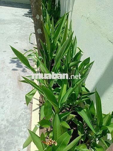 Bán nhà cấp 4 kiệt Lê Văn Thứ Sơn Trà – Đất biển nhưng giá rẻ bất ngờ!