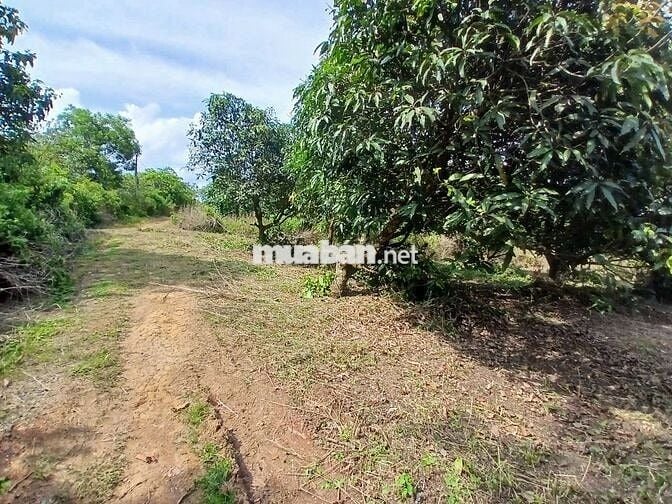 Ông Chủ Đi Xuất Ngoại Cần Bán Gấp 2000m2 Gần KCN Định Quán Đã Có SHR