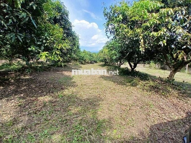 Ông Chủ Đi Xuất Ngoại Cần Bán Gấp 2000m2 Gần KCN Định Quán Đã Có SHR