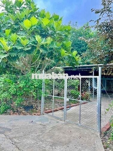 Gia đình cần tiền bán đất trả nợ