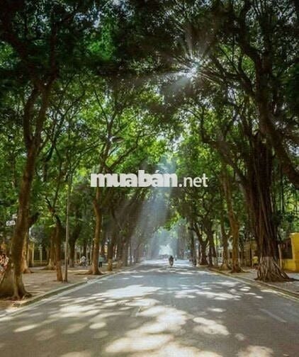Phân Lô Thẳng Tắp Chính Cần Bán