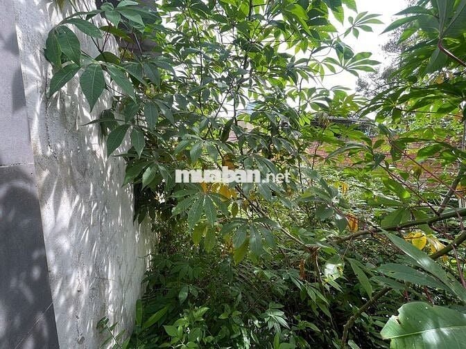 Đất 200m² Tân Hà – Lộc Tiến - Bảo Lộc, full rào, giá chỉ 1.68 tỷ