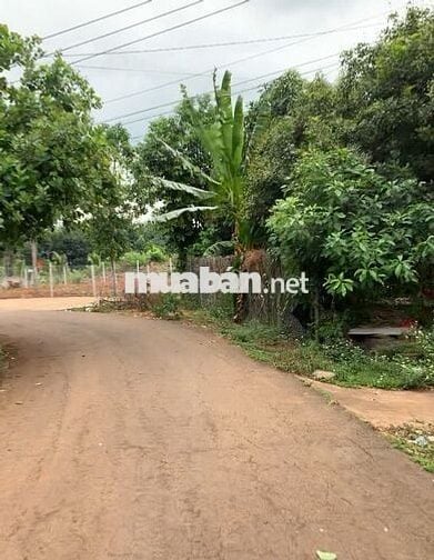 Cần bán gấp đất sào tại Dầu Giây
