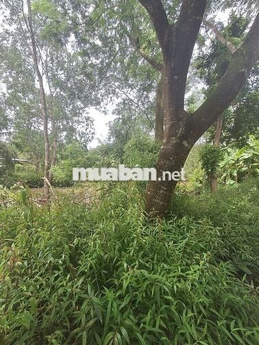 Đất full thổ cư.được sử dụng thoải mái phần mé sông.500m chợCái Chanh