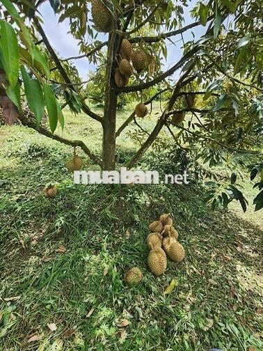 Đất full thổ cư.được sử dụng thoải mái phần mé sông.500m chợCái Chanh