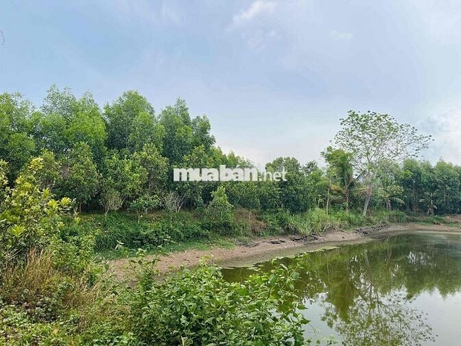CHÍNH CHỦ BÁN 20.000 M2 ĐẤT XUYÊN MỘC – BR-VT (nay thuộc TP.HCM)