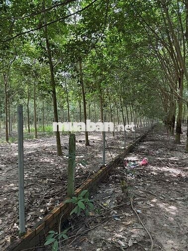 Xã minh Thạnh huyện dầu tiếng Hồ Chí Minh ,Đất mặt tiền chính chủ có 1