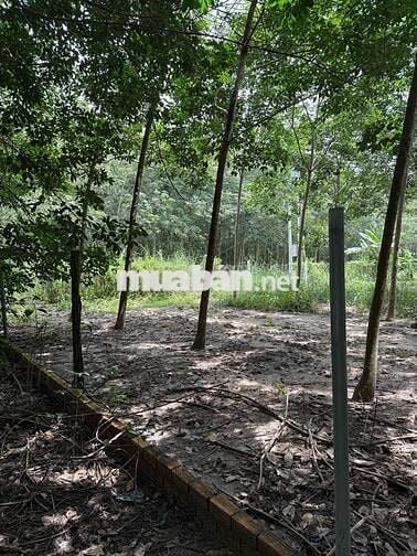 Xã minh Thạnh huyện dầu tiếng Hồ Chí Minh ,Đất mặt tiền chính chủ có 1