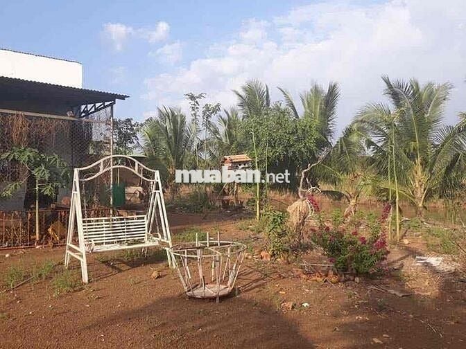 CHÍNH CHỦ BÁN 20.000 M2 ĐẤT XUYÊN MỘC – BR-VT (nay thuộc TP.HCM)