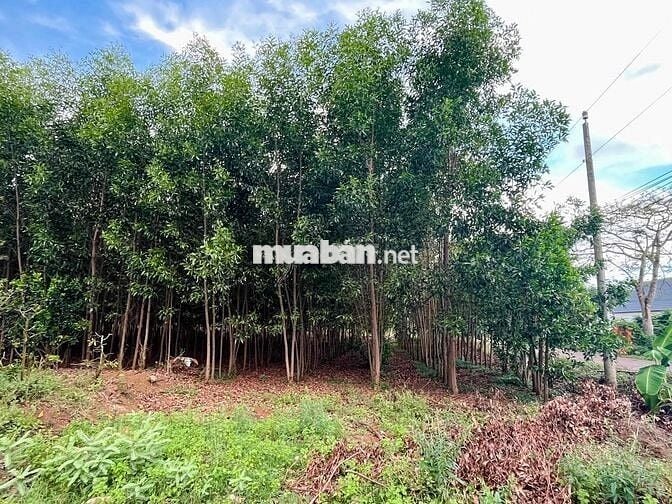 CHÍNH CHỦ BÁN 20.000 M2 ĐẤT XUYÊN MỘC – BR-VT (nay thuộc TP.HCM)