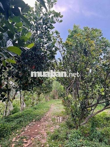 CHÍNH CHỦ BÁN 20.000 M2 ĐẤT XUYÊN MỘC – BR-VT (nay thuộc TP.HCM)