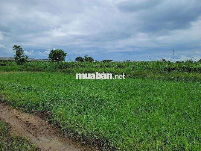 BÁN 2000M2 ĐẤT VUÔNG VỨC- ĐẤT LÚA- QH KDC- CHỈ 4,9 TỶ THƯƠNG LƯỢNG .