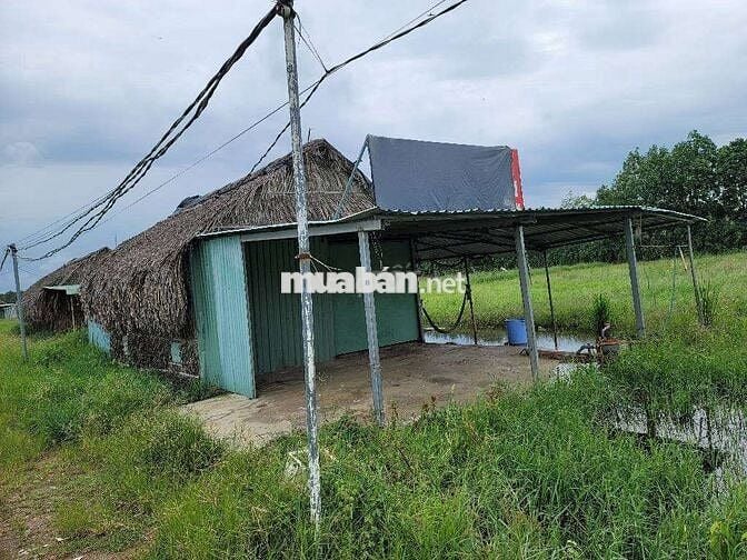 BÁN 2000M2 ĐẤT VUÔNG VỨC- ĐẤT LÚA- QH KDC- CHỈ 4,9 TỶ THƯƠNG LƯỢNG .