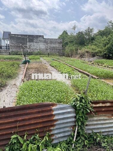 96m2 full thổ cư đường xe hơi tại mỹ lộc Cần Giuộc