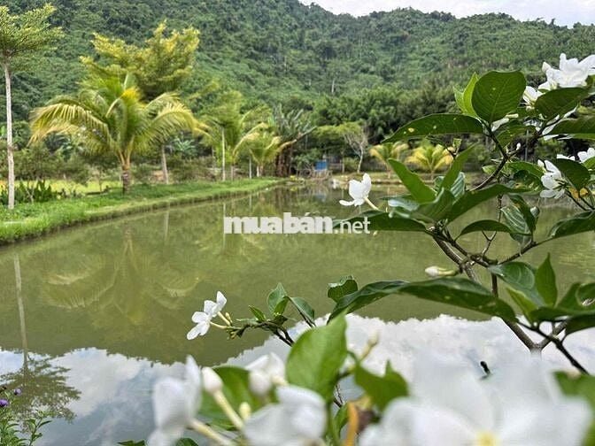 BÁN KHU VƯỜN HOMESTAY NGHỈ DƯỠNG MINI - VIEW NÚO ĐỒNG RỘNG ĐẲNG CẤP