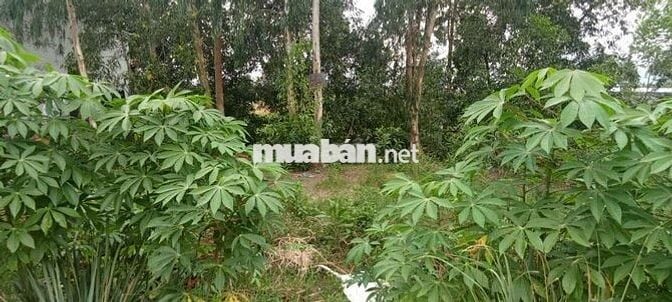 Ngộp ngân hàng nên bán đất thổ cư thích hợp đầu tư