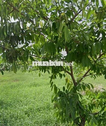 Đất đẹp giá hời 818tr SHR Mt đường Hàn Thuyên, Vĩnh Lộc B, Bình Chánh