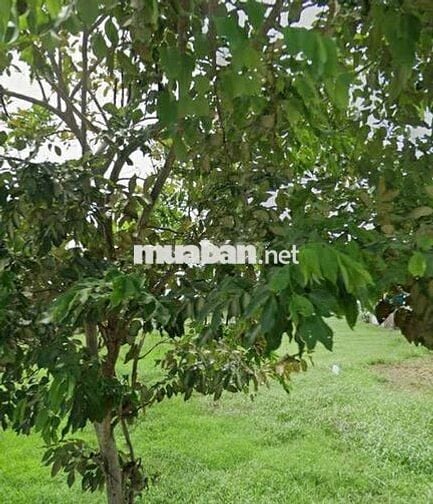 Đất đẹp giá hời 818tr SHR Mt đường Hàn Thuyên, Vĩnh Lộc B, Bình Chánh