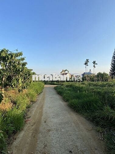 ĐẤT VƯỜN thổ cư nhà em CẦN BÁN 2sào-16m mặt tiền THÔN1-LỘC AN-BẢO LÂM