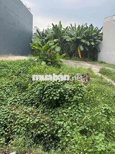 BÁN LÔ ĐẤT MẶT TIỀN ĐƯỜNG CHÍNH
