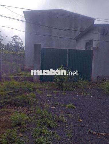 Nhà yến kiên cố, đang có tổ, 280m² – giá tốt cho nhà đầu tư.