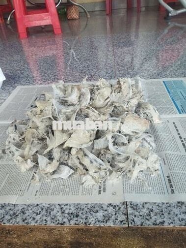 Nhà yến kiên cố, đang có tổ, 280m² – giá tốt cho nhà đầu tư.