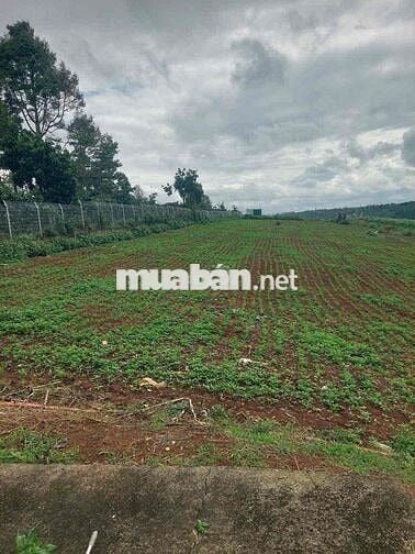 Đất sổ hồng, thổ cư mặt tiền Tỉnh lộ 725 xã Tân Châu, Di Linh,Lâm Đồng
