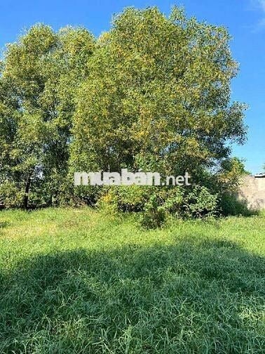 CHỊ EM CẦN TIỀN BÁN GẤP GIẢM MẠNH ĐẤT FULTHỔ CƯ CỦ CHI GIÁ CHỈ 7T.R/M2