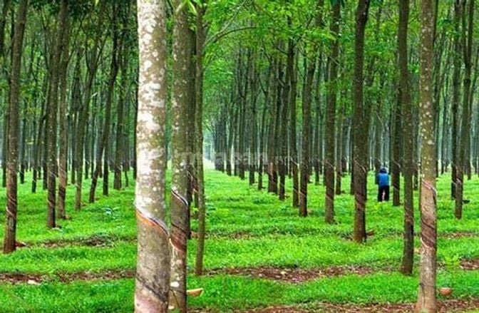 ~1500 hecta tiềm năng trồng cao su, dược liệu, năng lượng xanh