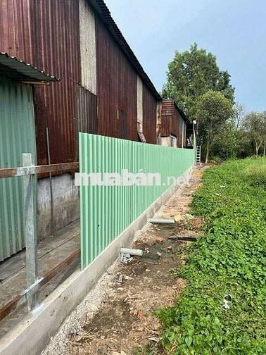 Bán đát vườn Mt lắng Le Bầu cò ,Lê Minh Xuân cũ (Bình Lợi Mới )