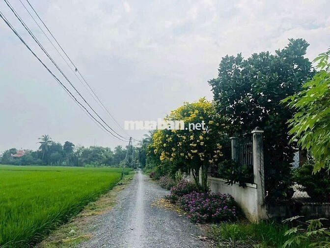 Đất519m thổ+913,8m lúa = dt 1432,8m giá 6tỷ tân Bửu hữu trí bến lức,