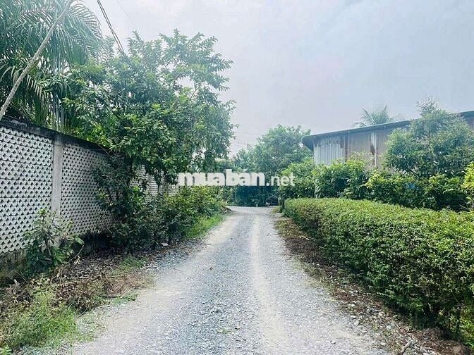 Đất519m thổ+913,8m lúa = dt 1432,8m giá 6tỷ tân Bửu hữu trí bến lức,