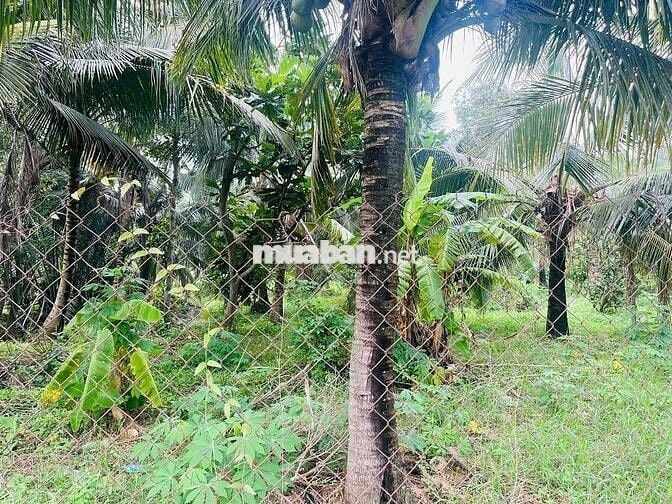 Đất519m thổ+913,8m lúa = dt 1432,8m giá 6tỷ tân Bửu hữu trí bến lức,
