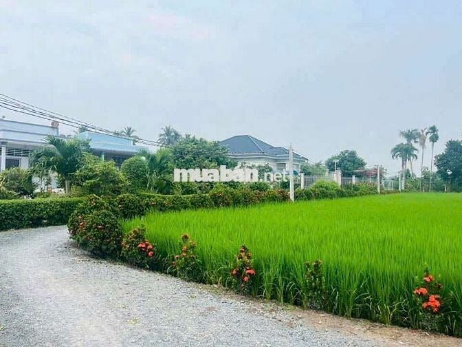 Đất519m thổ+913,8m lúa = dt 1432,8m giá 6tỷ tân Bửu hữu trí bến lức,