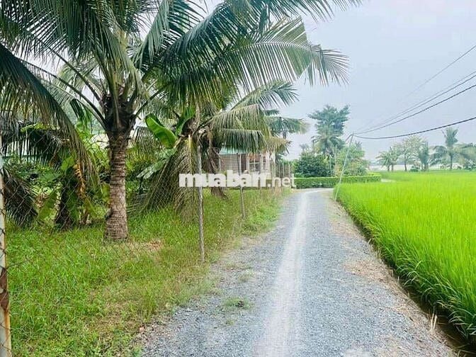 Đất519m thổ+913,8m lúa = dt 1432,8m giá 6tỷ tân Bửu hữu trí bến lức,